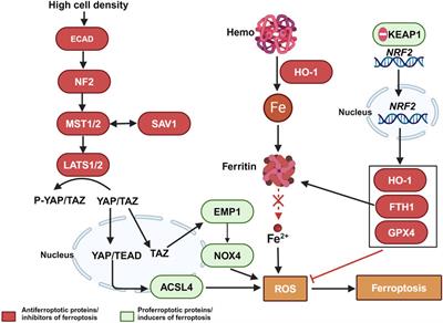 Ferroptosis: a novel strategy to overcome chemoresistance in gynecological malignancies